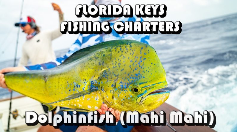 Florida Keys Dolphinfish (Mahi Mahi) Charter Fishing