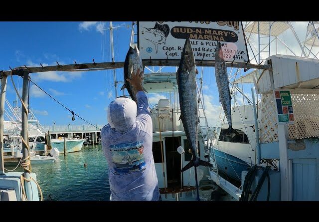 February 'dock walk' - Sailfishin' offshore, big wahoo, backcountry cobia!