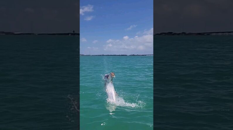 Tarpon in downtown Islamorada! #tarpon #islamorada #floridakeys #fishingvideo