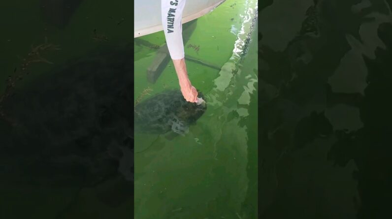 bOOm #goliathgrouper #feedingfish #petfish #bnmu #islamorada #floridakeys