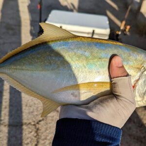 New Fishing Cart - Florida Keys Bridge Fishing
