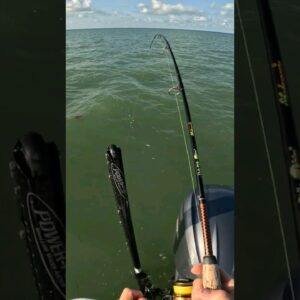 snook! #fishing #floridakeys #snookfishing