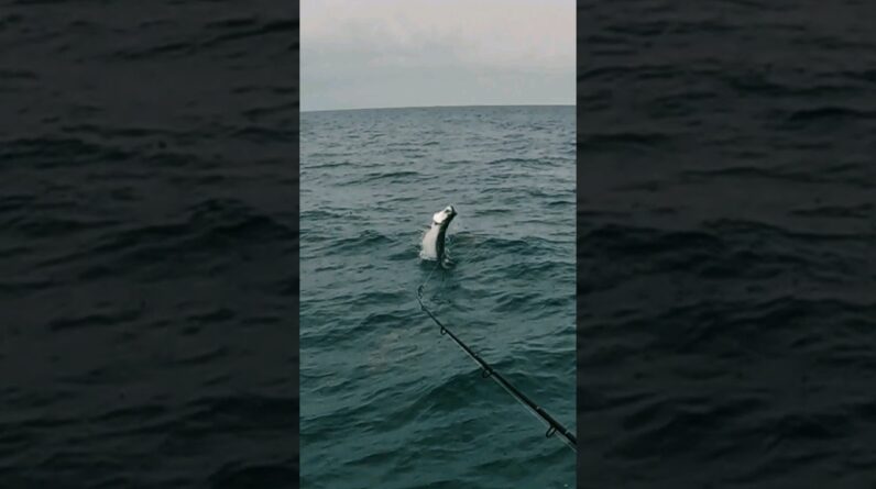 tarpon getting some air! #tarpon #floridakeys #tarponfishing #fishing