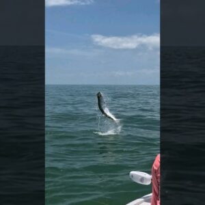 activate boosters! 🚀 #tarponfishing #floridakeys