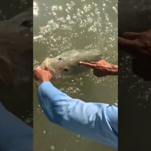 big mama snook release #fishing #floridakeys