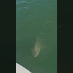shark taking a peek at our cobia! 🦈