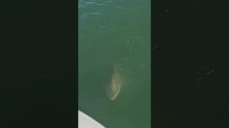 shark taking a peek at our cobia! 🦈