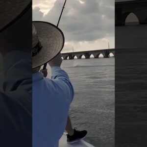tarpon at the bridge!