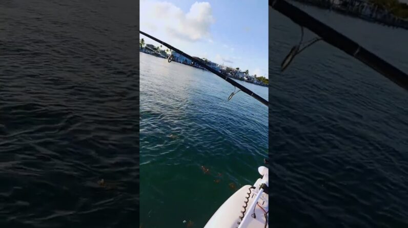 tarpon battle