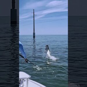 tarpon through the bridge!