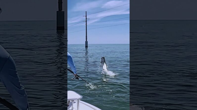 tarpon through the bridge!