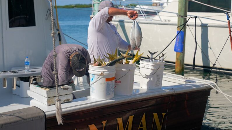 Excellent Reef Fishing + Bigger Blackfin Tuna | Mid September Fishing Report