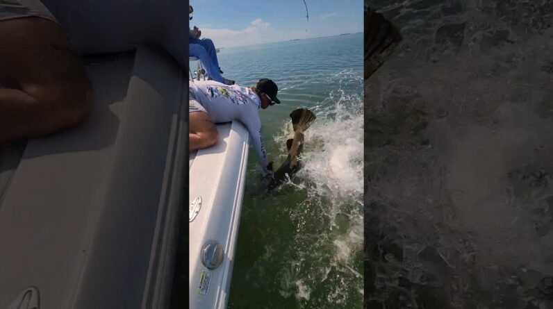 🚨 Massive fish on light tackle! 🚨 #fishing #seamonster #catchandrelease