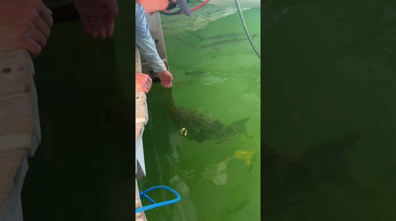 Check out local legend Fluffy! #fish #catchandrelease #lighttackle #fishing #seamonster #budnmarys