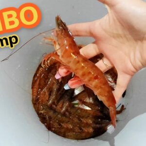 Key Largo Shrimp Run | How to Catch - Clean - Cook in Your Back Yard