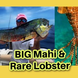 How to Catch BIG Mahi Mahi & Florida Spiny Lobster | Key Largo Offshore