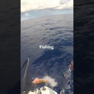 Mutton Snapper jumps quick snap shot that bait because it's secret.🤣🤣