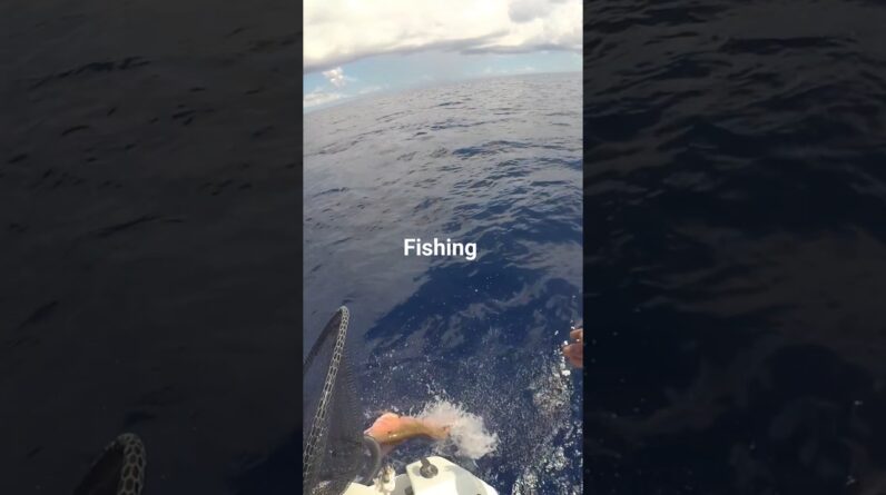 Mutton Snapper jumps quick snap shot that bait because it's secret.🤣🤣