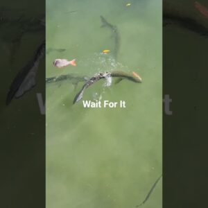 The best bait for Florida Keys Tarpon is skin from a vermilion snapper.