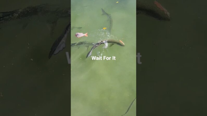 The best bait for Florida Keys Tarpon is skin from a vermilion snapper.