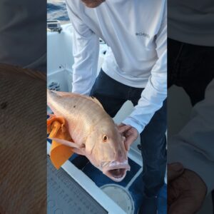 This mutton snapper did not meet the slot