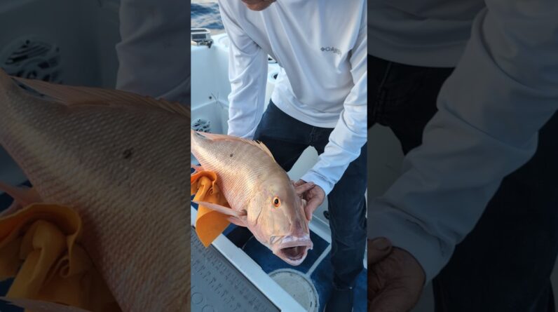 This mutton snapper did not meet the slot
