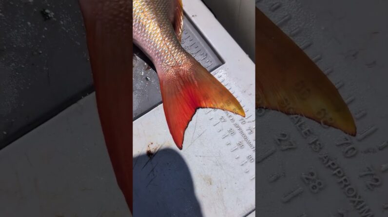 Clients catching mutton snappers and wahoo on this trip in the Florida Keys