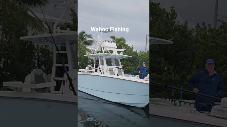 The Invincible 37 Cat she loves to eat Florida Keys wahoo.