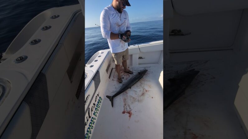 Catching wahoo on our new Invincible 37 Catamaran. Our clients get the best. 💯