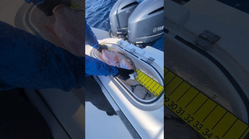 Catching mutton snappers on scented marshmallows. #worlks