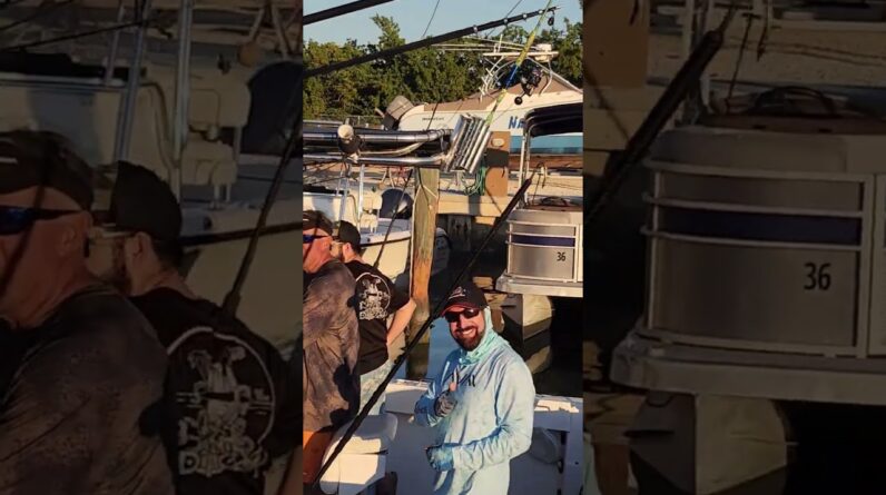 Fishing the Capt. Ryan Pink Sock Ballyhoo Crusher. 💯rig
