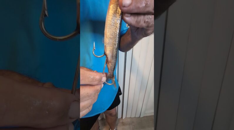 The Cayman Crusher ballyhoo rig. The most lethal dead bait rig for wahoo.