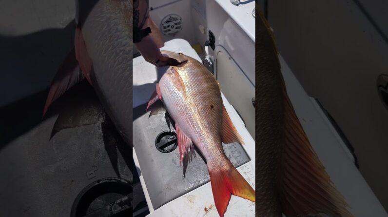 Good Karma Sportfishing Mutton Snapper App coming to our private Angler's Edge Fishing Club members.