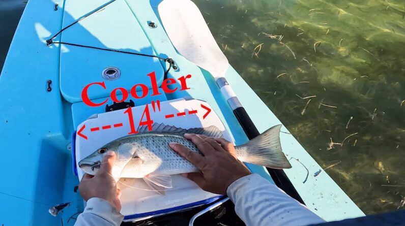 Fedex Bad. Mangrove Snapper Bite Good.