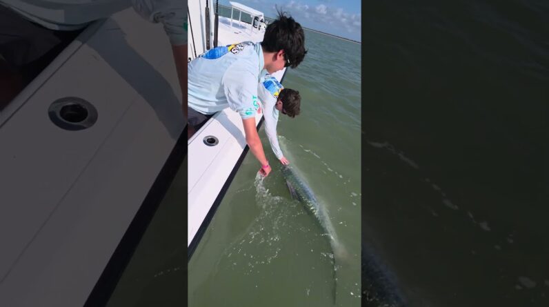 Huge Tarpon Release!