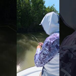 Little creek tarpon! #bnmu #tarpon #fishing