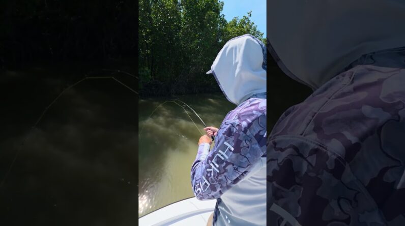 Little creek tarpon! #bnmu #tarpon #fishing