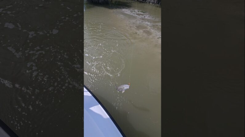 redfish in the creeks! #bnmu #everglades #redfish