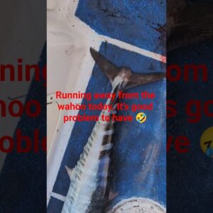 Friday we had to run away from the Florida Keys wahoo.