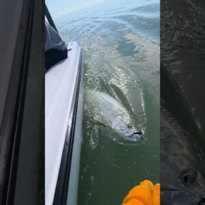 Reviving a nice tarpon we caught recently fishing in the Florida Keys
