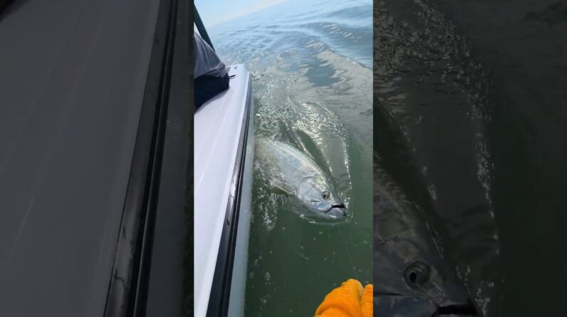 Reviving a nice tarpon we caught recently fishing in the Florida Keys