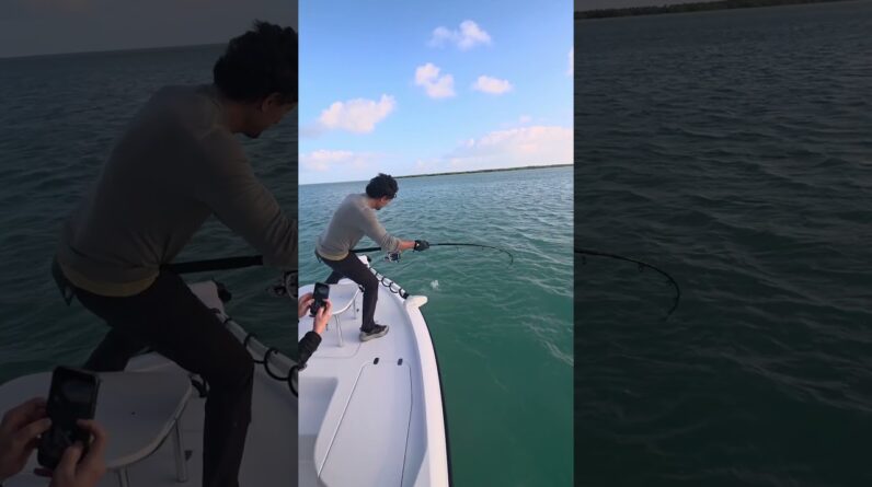 tarpon at the boat! #bnmu #bassfishing #tarpon