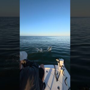 big tarpon! #bnmu #islamorada #tarpon #fishing