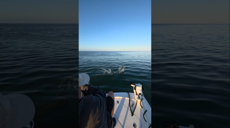 big tarpon! #bnmu #islamorada #tarpon #fishing