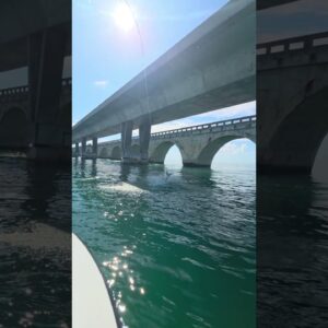 bridge tarpon! #bnmu #floridakeys