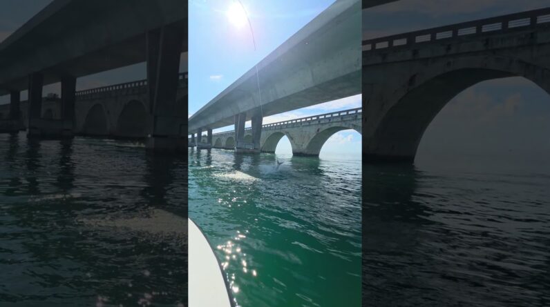 bridge tarpon! #bnmu #floridakeys