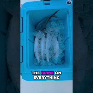 The ABSOLUTE BEST Fishing Bait Brine and Bait Salt! #fishingtips #southflorida