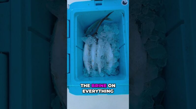 The ABSOLUTE BEST Fishing Bait Brine and Bait Salt! #fishingtips #southflorida