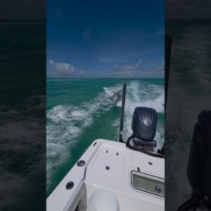 Fins up! 🐬 #dolphin #boating #floridakeys #bnmu