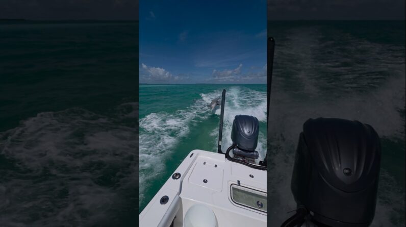 Fins up! 🐬 #dolphin #boating #floridakeys #bnmu